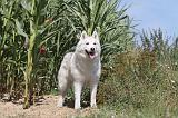 SIBERIAN HUSKY 071